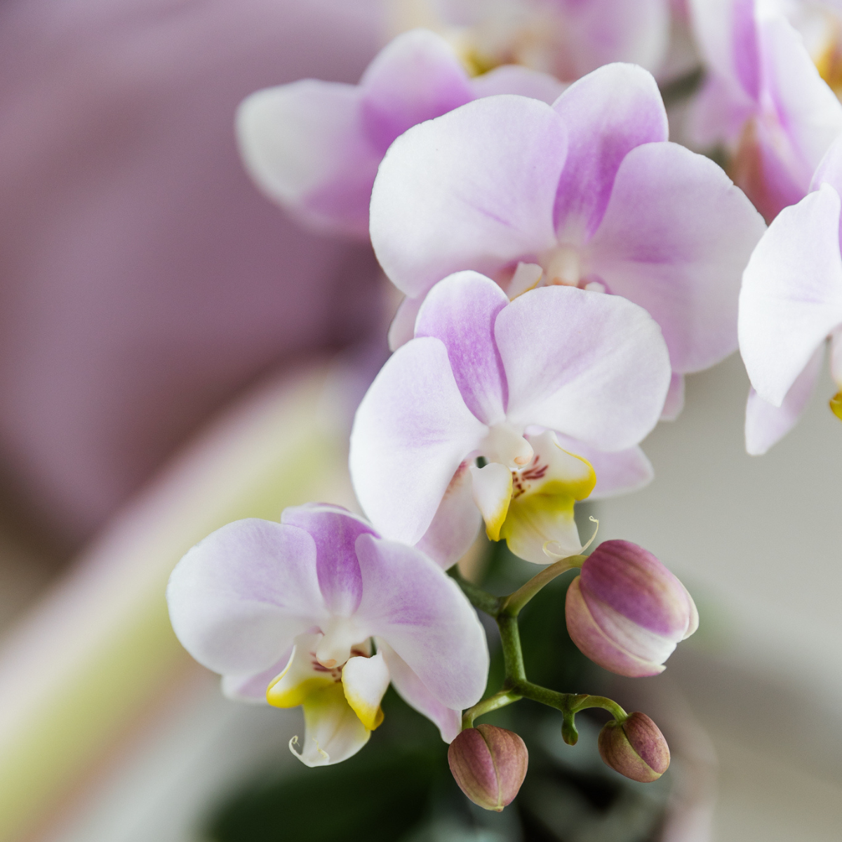 Roze Orchidee 'Portugal' met roze sierpot | potmaat Ø9cm