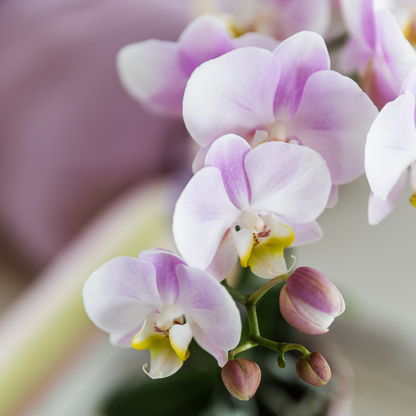 Roze Orchidee 'Portugal' met roze sierpot | potmaat Ø9cm
