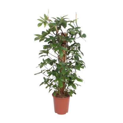 Philodendron Pedatum kamerplant 130 cm potmaat 27 cm