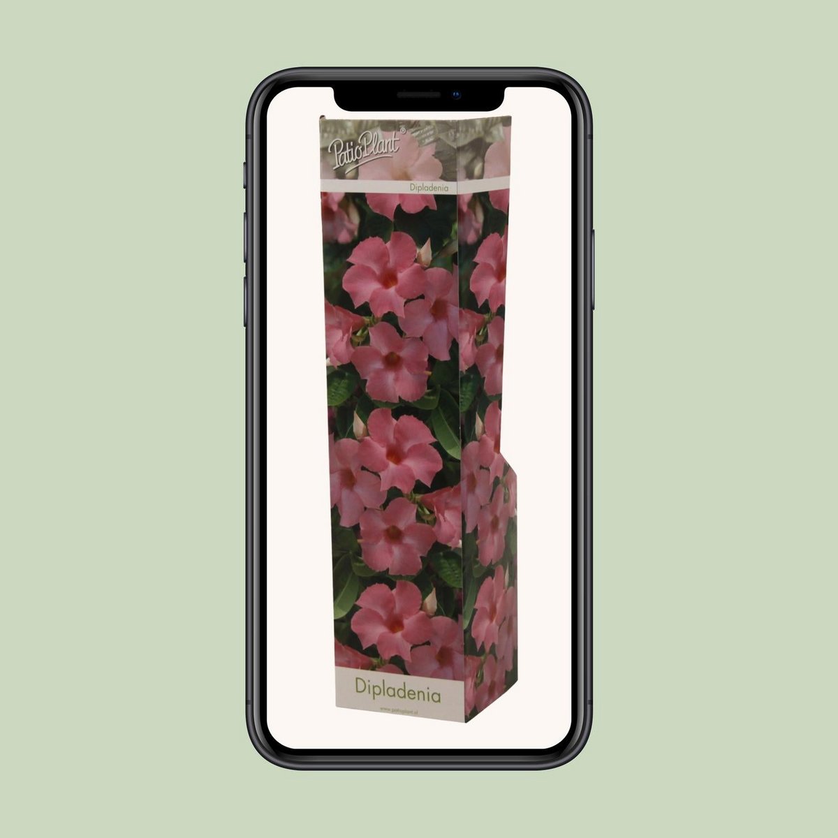 Dipladenia Roze - Ø10,5 cm - ↕30cm