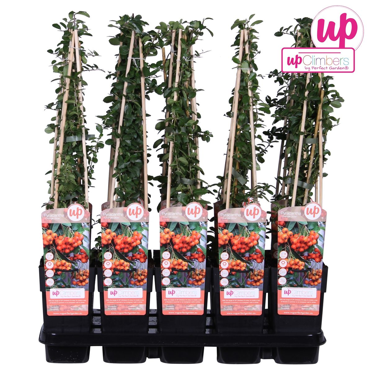 Pyracantha 'oranje gloed' leiplant 65 cm