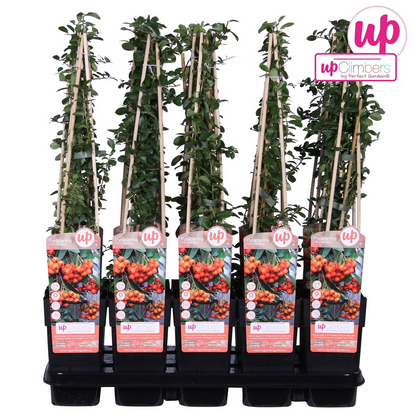 Pyracantha 'oranje gloed' leiplant 65 cm