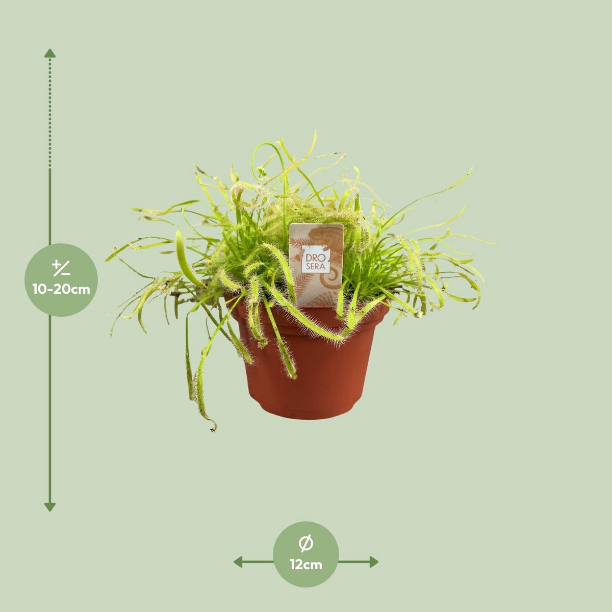 Drosera capensis plant Ø12cm ↕17cm