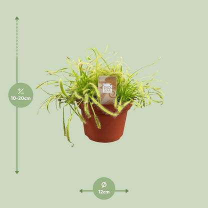 Drosera capensis plant Ø12cm ↕17cm