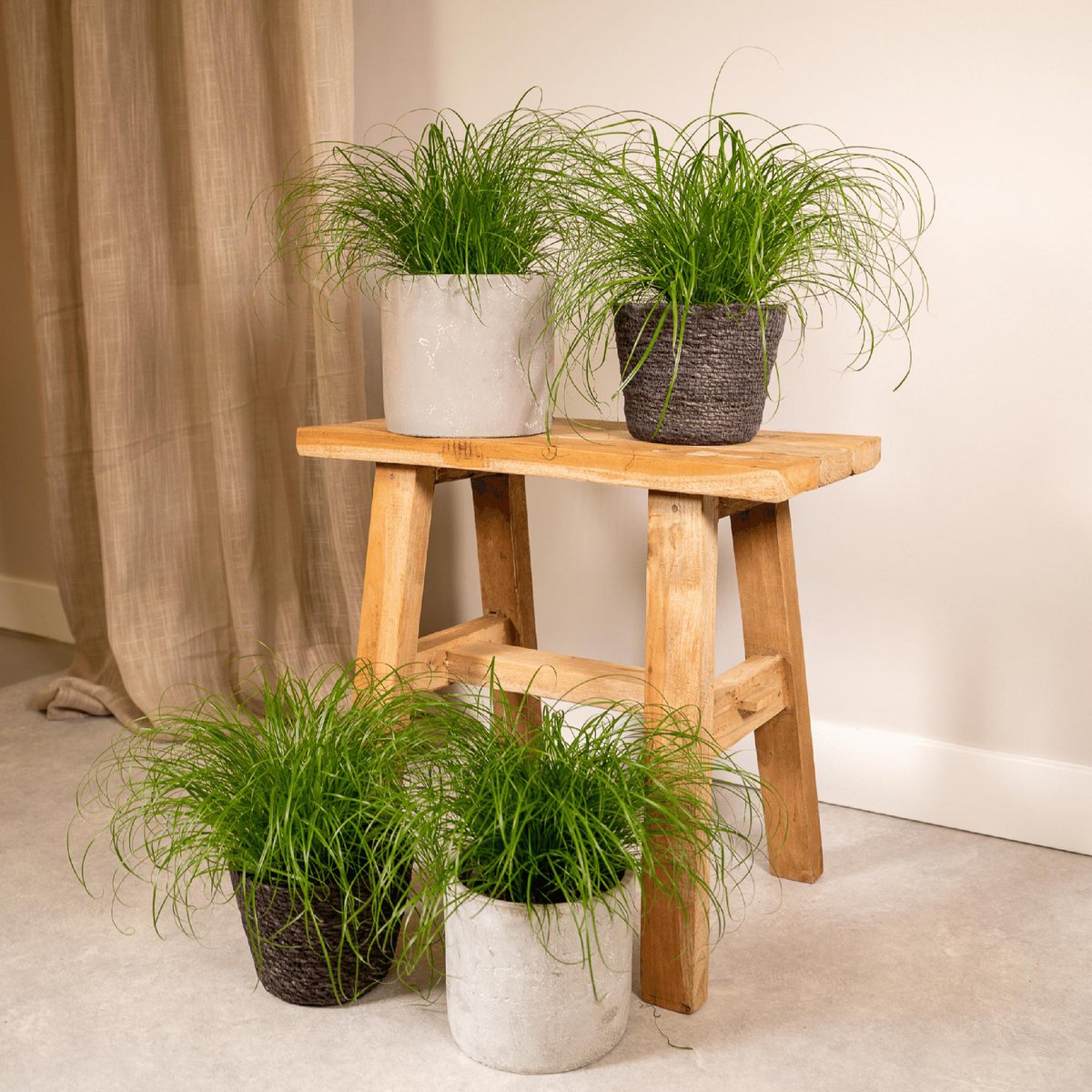 Kattengras 4 stuks ø12cm 20cm