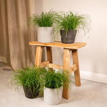 Kattengras 4 stuks ø12cm 20cm