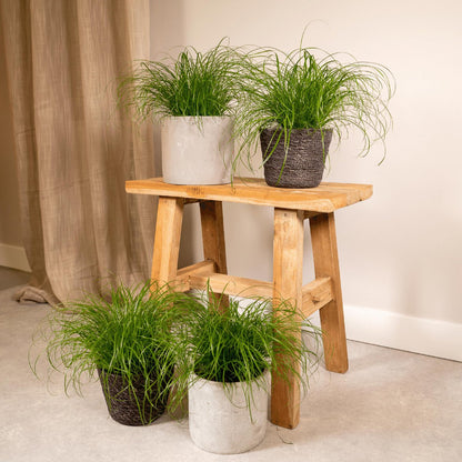 Kattengras 4 stuks ø12cm 20cm
