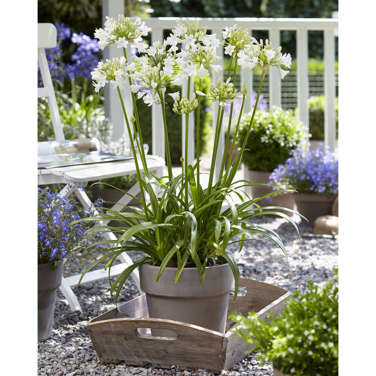 Agapanthus 'Ever White' pot Ø19cm 30cm