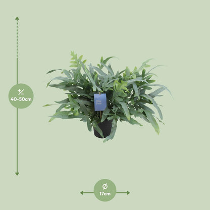 Phlebodium aureum blauwe ster - Ø17cm - ↕50cm