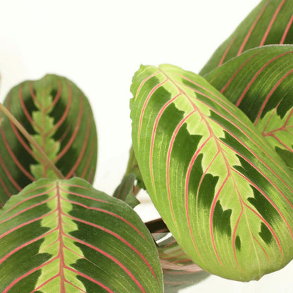 2x Maranta Fascinator - Prayer Plant - 20cm - ø12