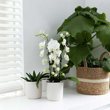 Orchidee Phalaenopsis Niagara Fall wit Ø9 cm pot