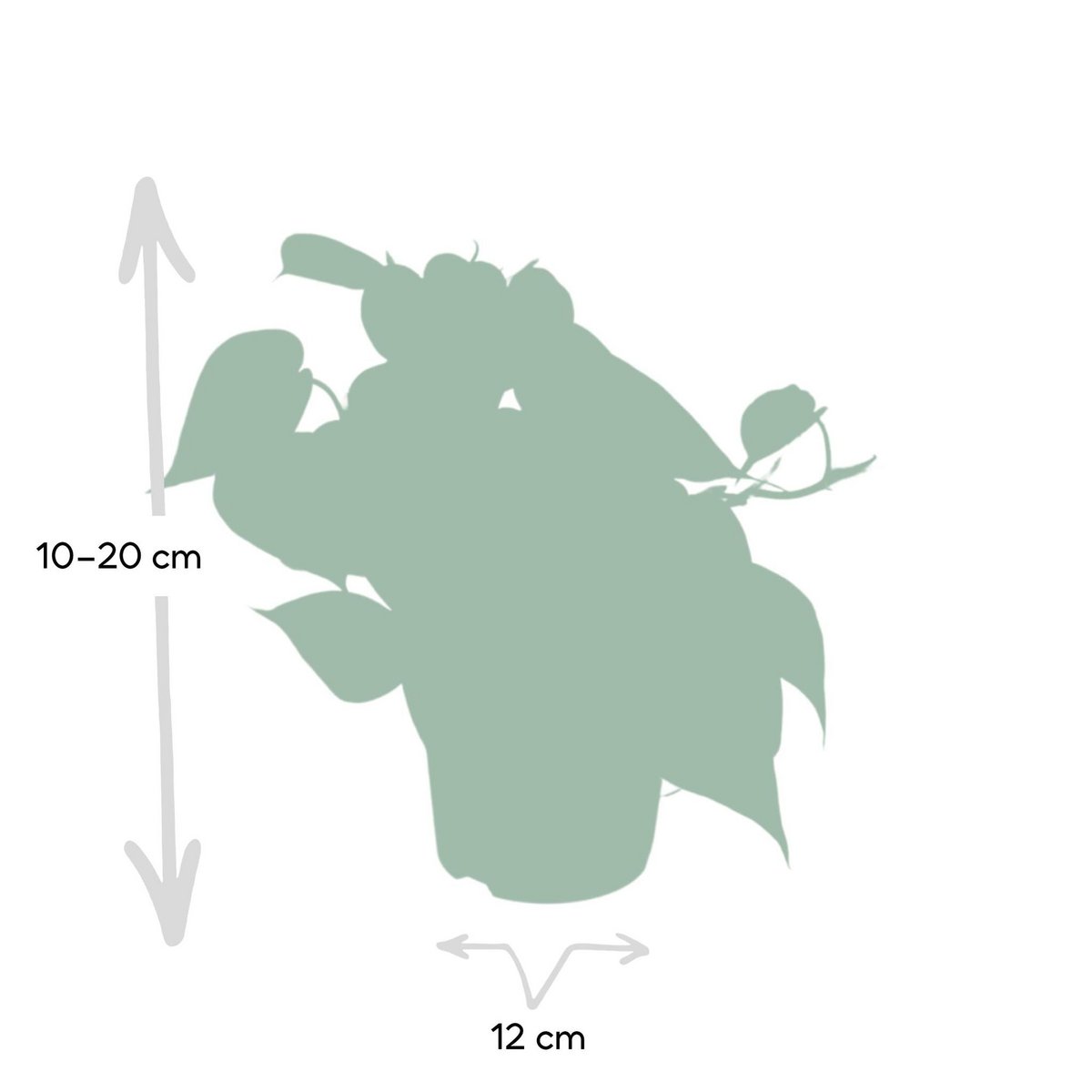 Philodendron Scandens Ø12cm 15cm