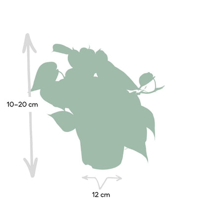 Philodendron Scandens Ø12cm 15cm