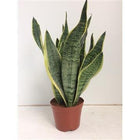Sansevieria Futura Superba kamerplant Ø14cm 40cm