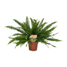 Bostonvaren Nephrolepis Green Lady Ø17cm 40cm