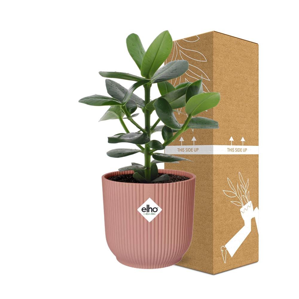 Clusia Princess in Elho Vibes Fold 14cm Pink