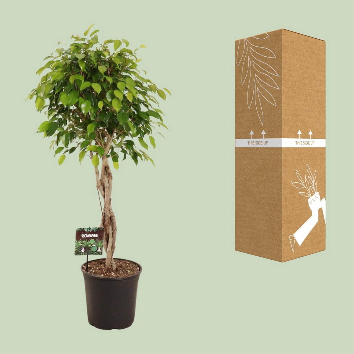 Kamerplant Ficus Benjamina Exotica gevlochten stam 120 cm
