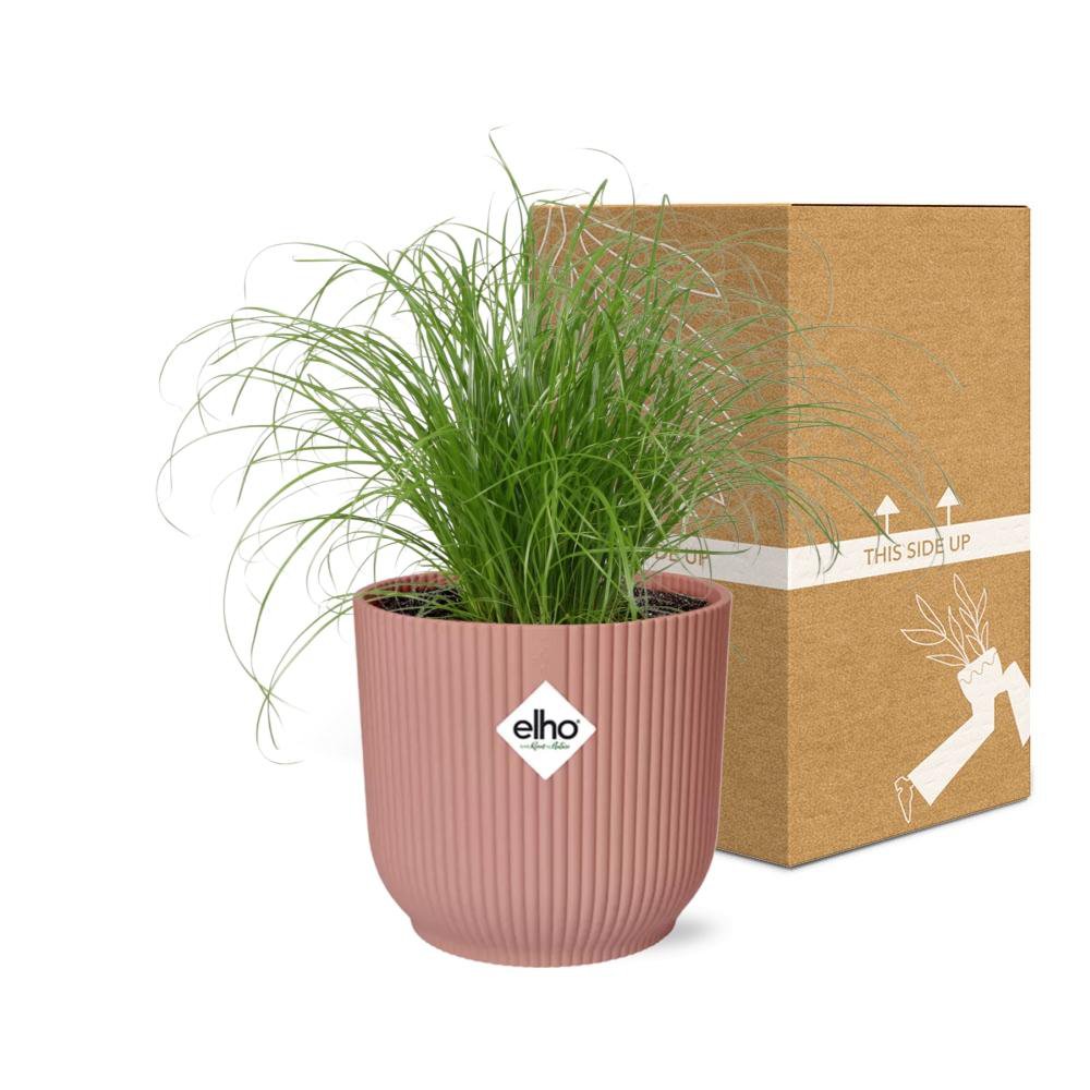 Paraplugras Cyperus alternifolius 14 cm roze Elho pot