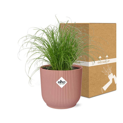 Paraplugras Cyperus alternifolius 14 cm roze Elho pot
