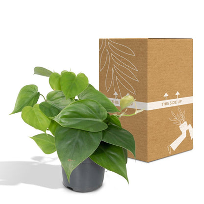 Philodendron Scandens Ø12cm 15cm