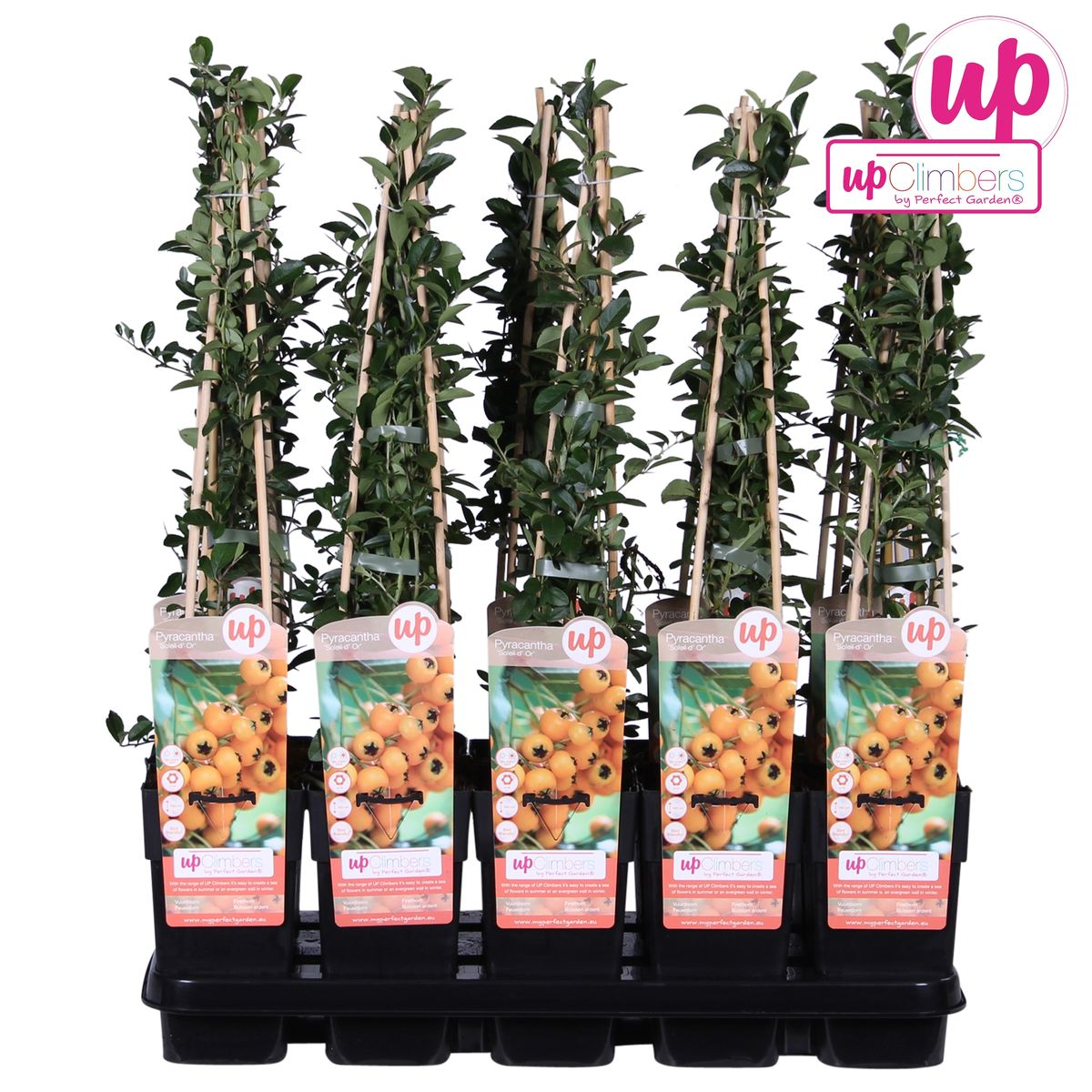 Pyracantha 'Soleil D'or' - Ø15cm - ↕65cm