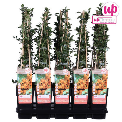 Pyracantha 'Soleil D'or' - Ø15cm - ↕65cm