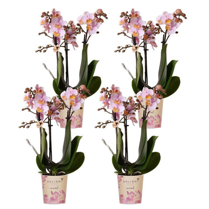 Set van 4 Roze Phalaenopsis Orchideeën - Ø9 cm