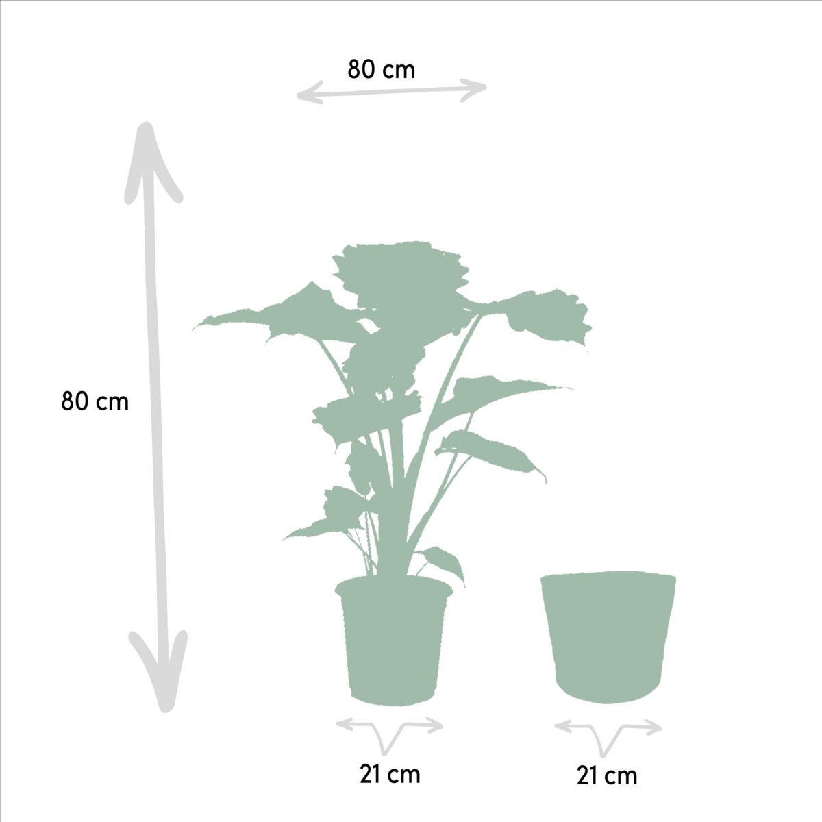 Alocasia Wentii En Portodora Met Selin Mand Set Kwekerijset