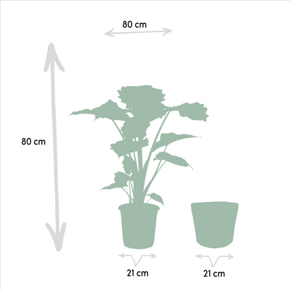Alocasia Wentii En Portodora Met Selin Mand Set Kwekerijset