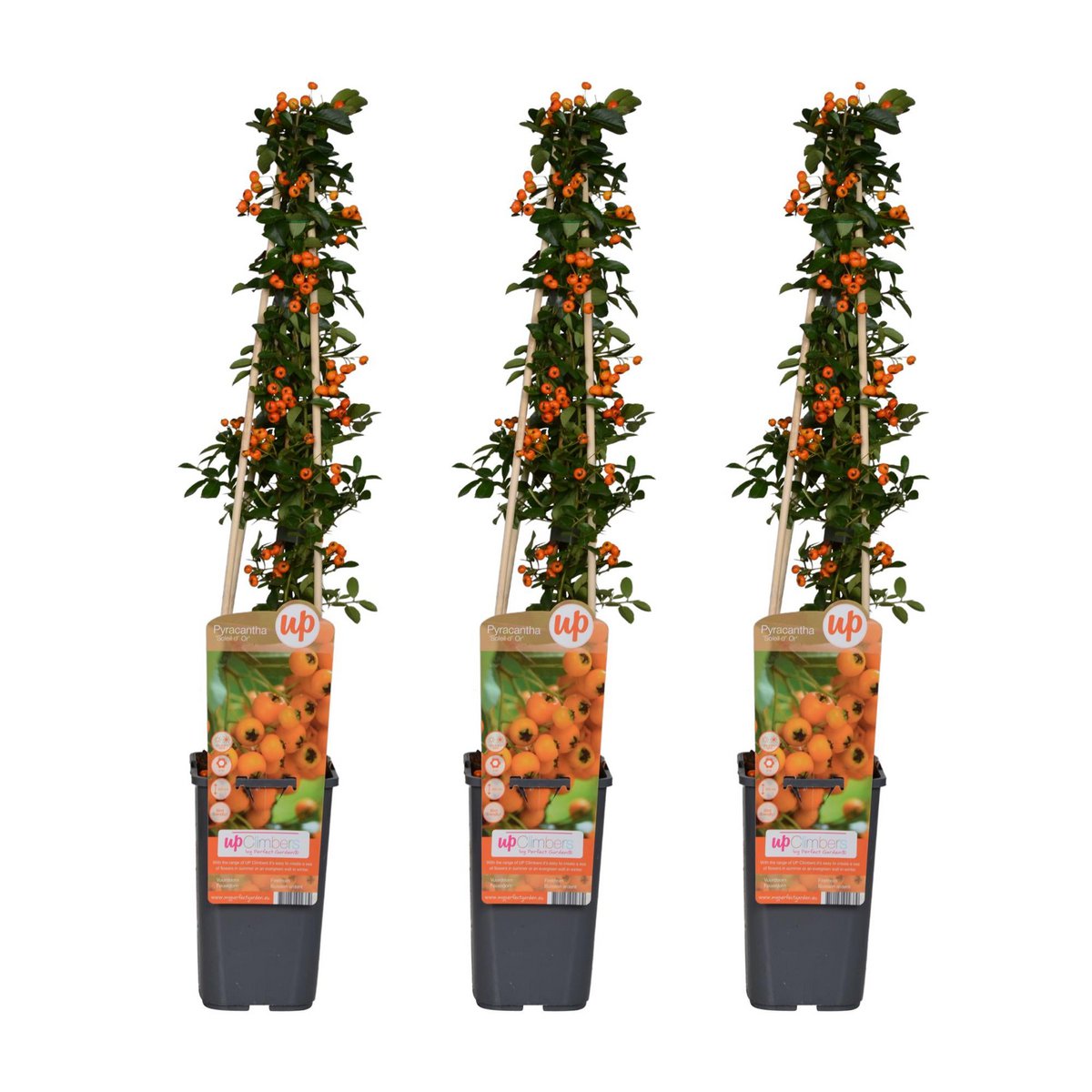Pyracantha leiplant 65 cm Ø15 cm set van 3