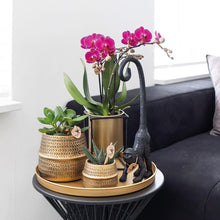 Orchideeën paars 2 stuks Ø9 cm