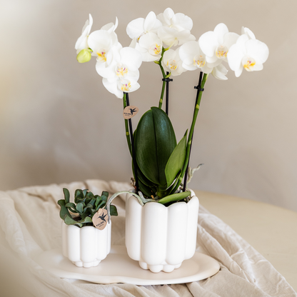 Plantenpot keramiek wit Ø9 cm