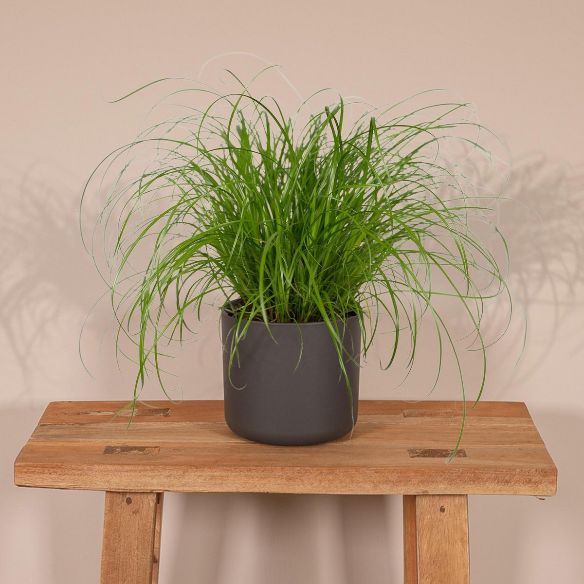 Kattengras Cyperus Alternifolius Ø12cm ↕20cm
