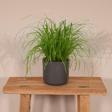 Kattengras Cyperus Alternifolius Ø12cm ↕20cm
