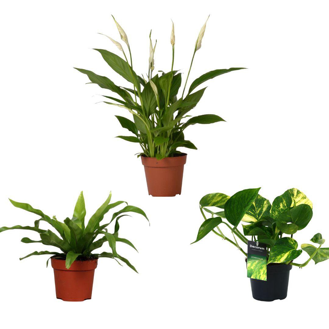 Kamerplanten mix 3 stuks Ø12cm 20-45cm