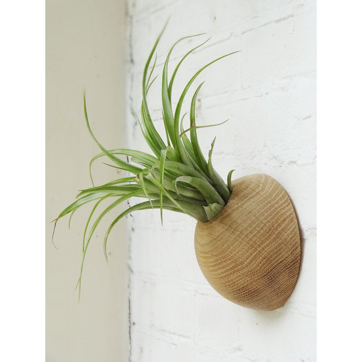 Airplant houder licht eiken Ø 12 cm