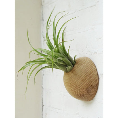 Airplant houder licht eiken Ø 12 cm