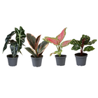 Mini plantjes 4 stuks Ø6 cm