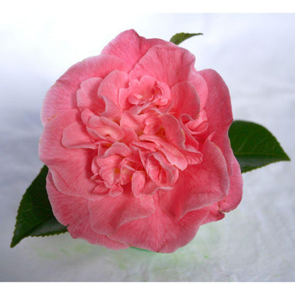 Camellia ret. 'Mary Williams' - Ø24cm - ↕70cm