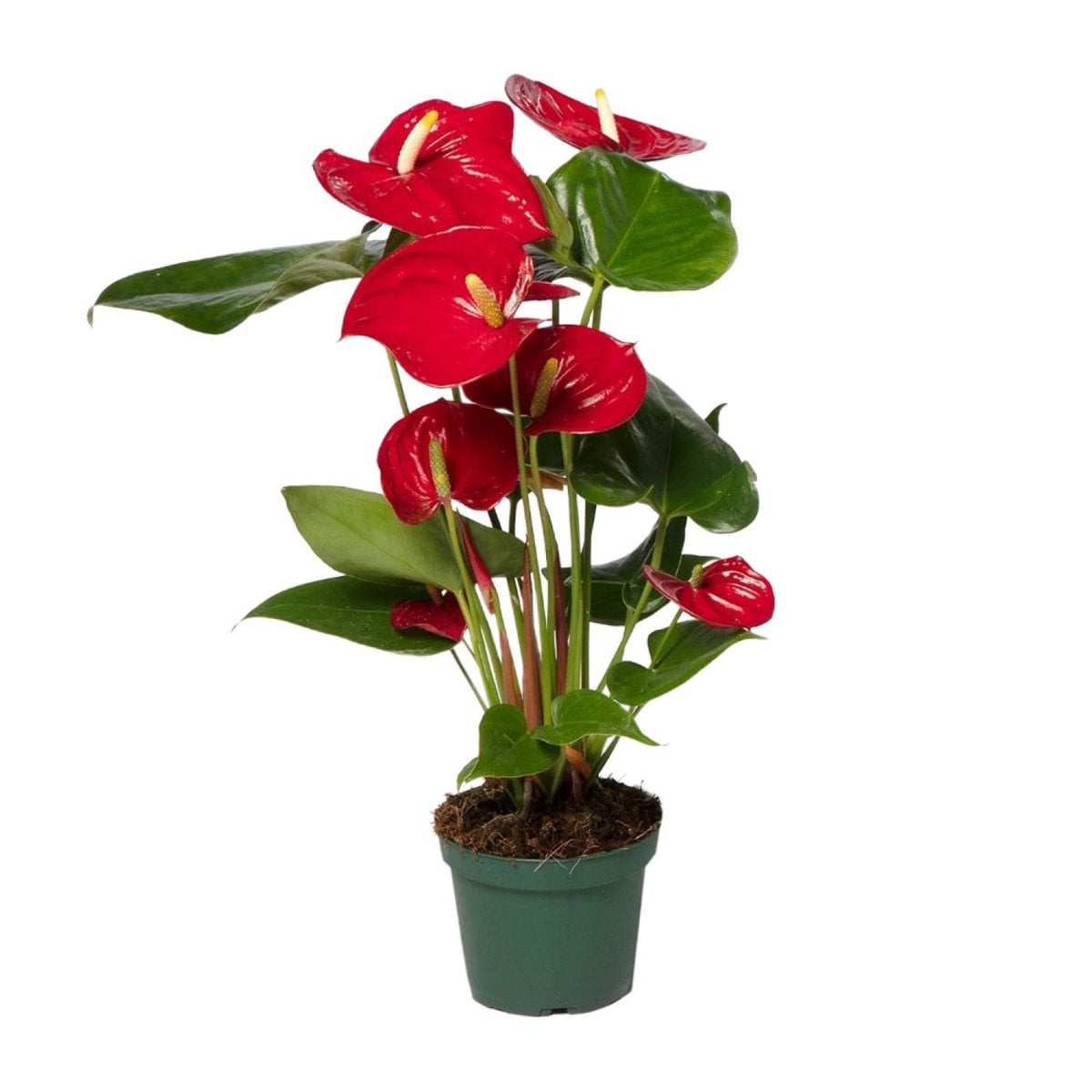 Anthurium red - Ø12cm - ↕40 cm