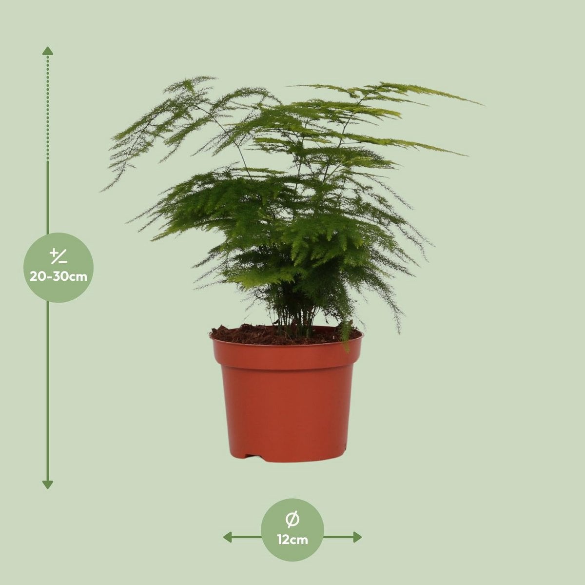 Asparagus setaceus - Ø12cm - ↕35 cm