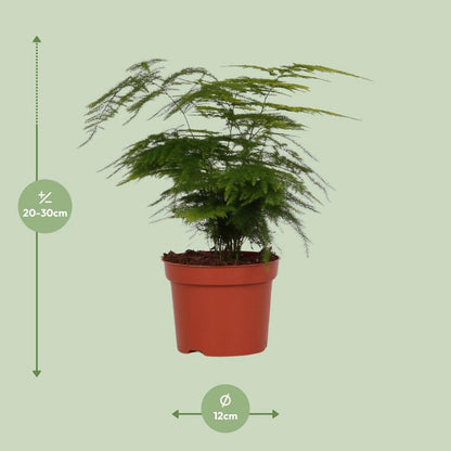 Asparagus setaceus - Ø12cm - ↕35 cm