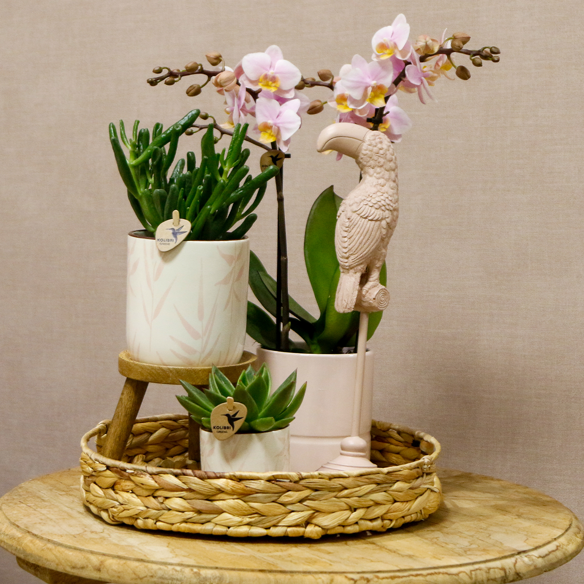 Complete Plantenset met Roze Orchidee, Groene Planten en Sierpotten