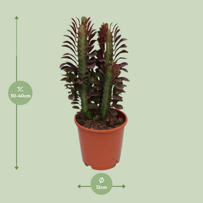 Euphorbia Trigona Crubra plant Ø12cm 40cm