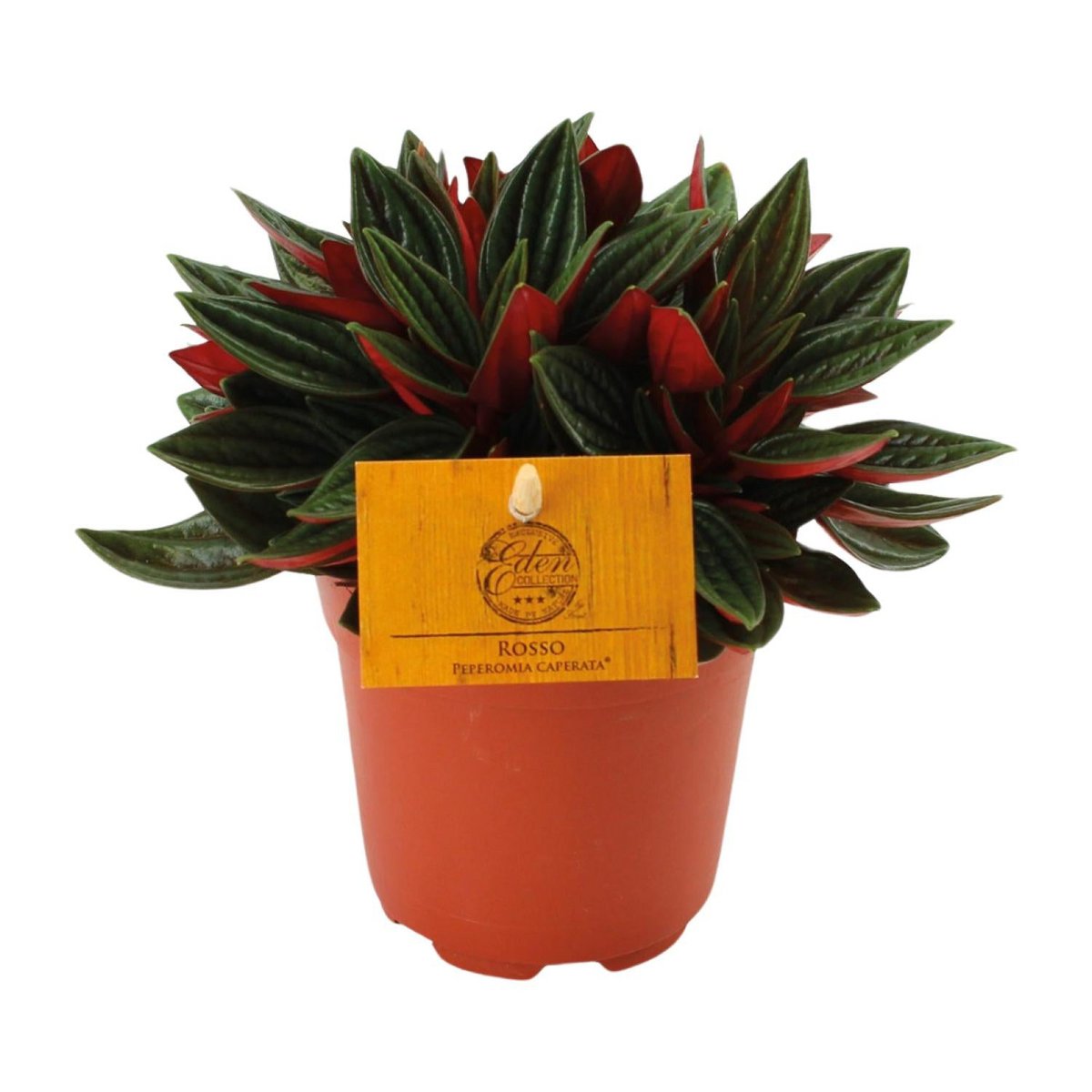 Peperomia Red Caperata Ø11cm ↕15cm
