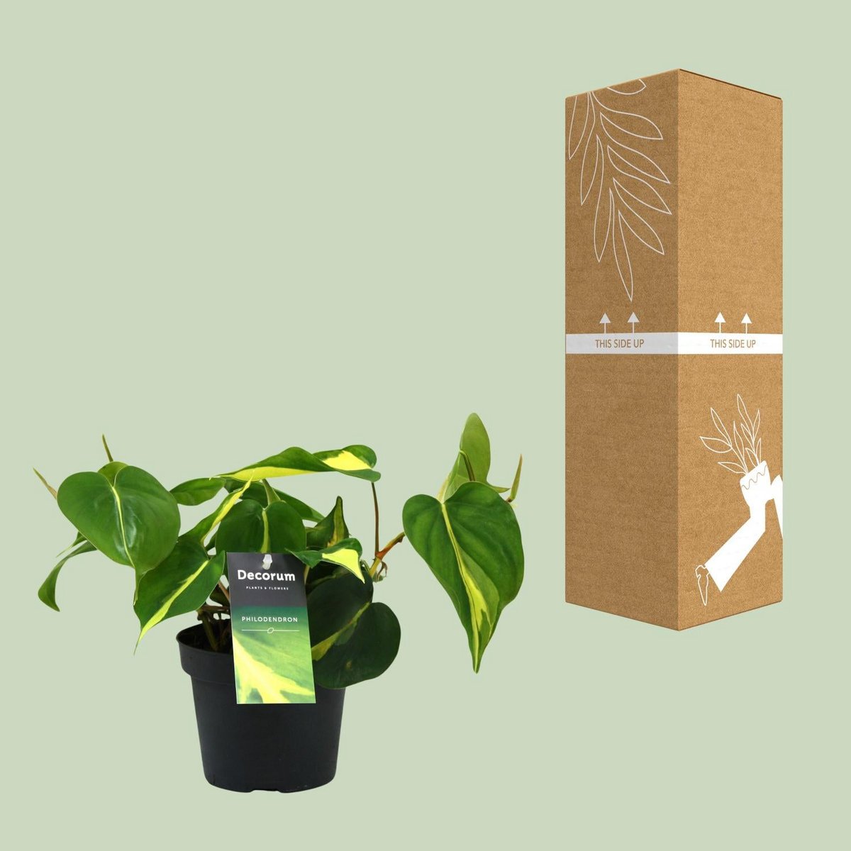 Philodendron Brasil Climbing - Ø12cm - ↕20cm