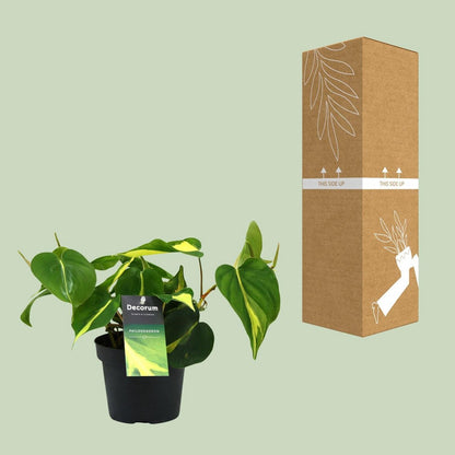 Philodendron Brasil Climbing - Ø12cm - ↕20cm