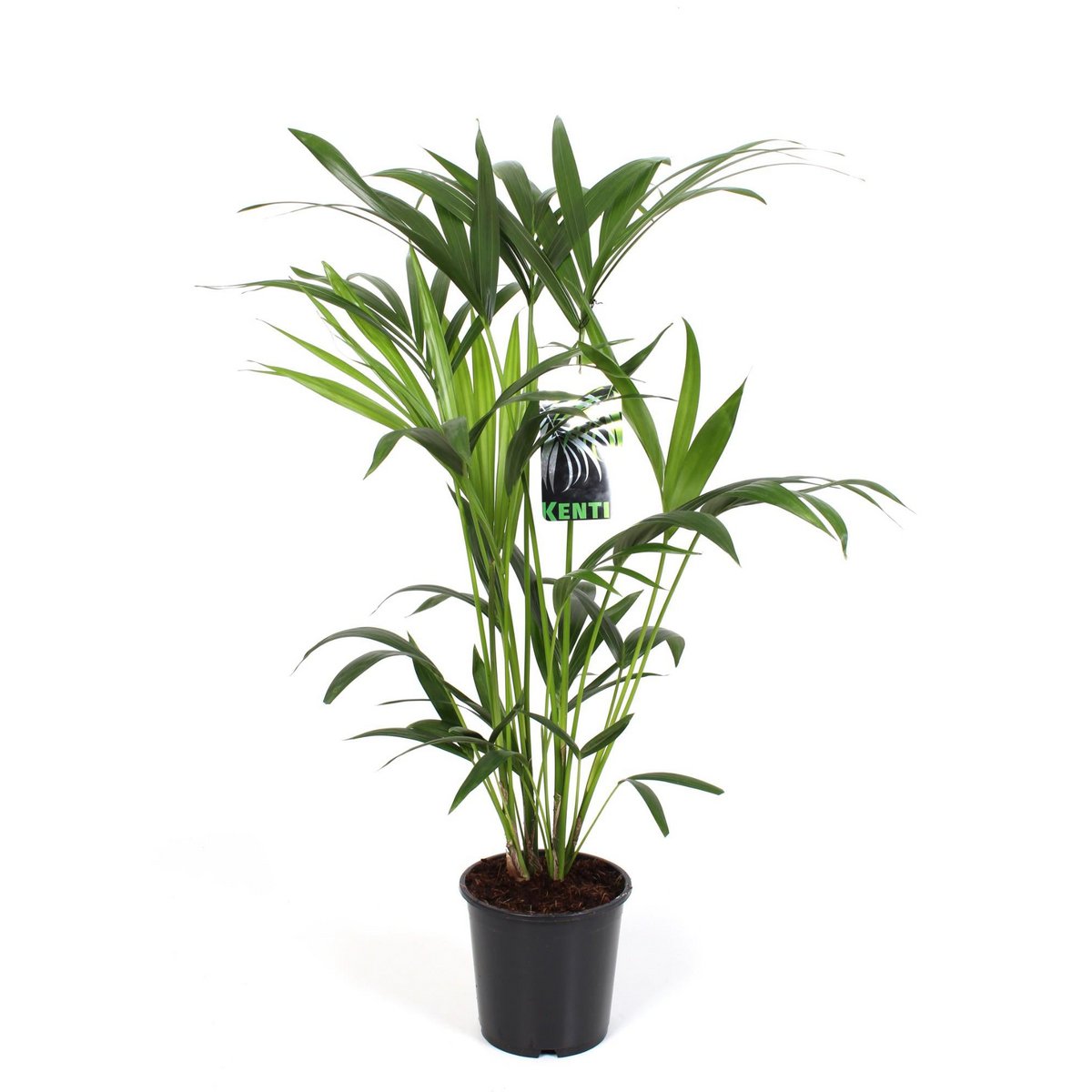 Howea Leinets - Ø19cm - ↕80cm