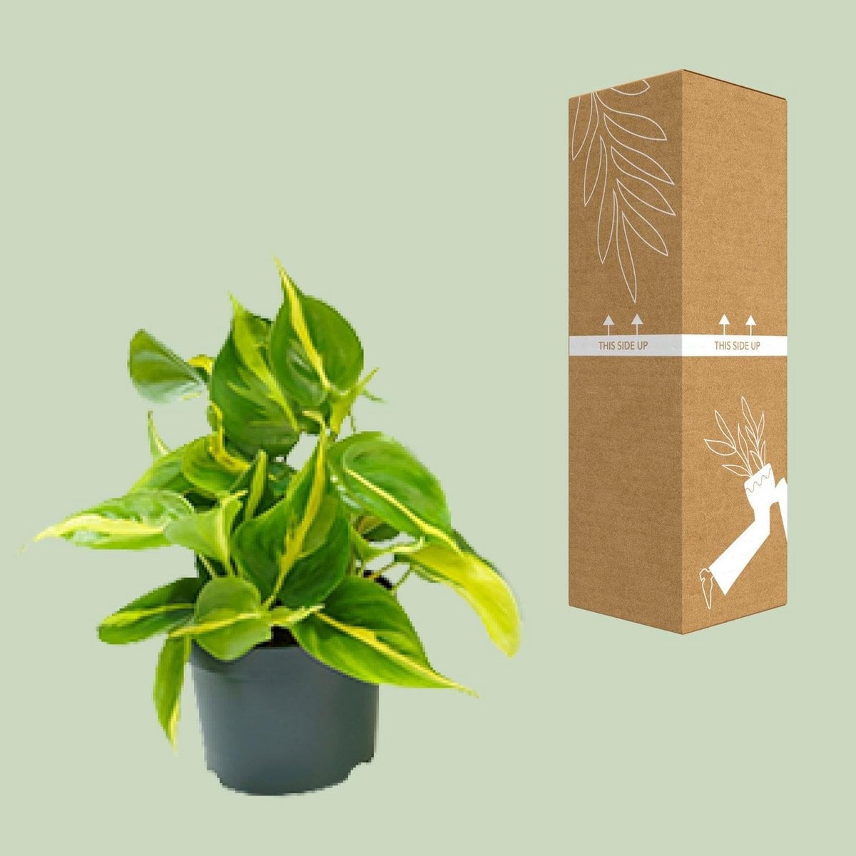 Philodendron klimplant Ø12cm ↕15cm