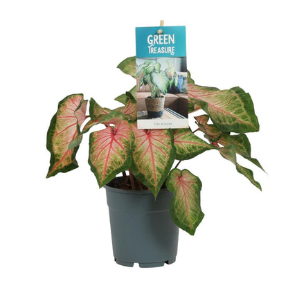 Caladium pink - Ø12cm - ↕25 cm